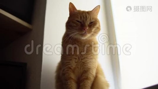 红猫高兴地蹲在窗台上。视频