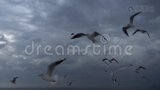 一群海鸥飞过蓝天视频