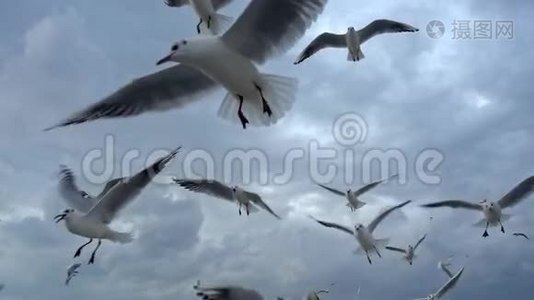 一群海鸥飞过蓝天视频