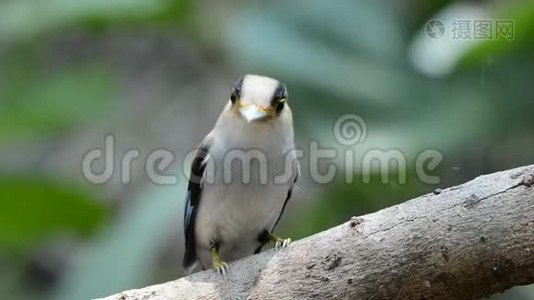 泰国和东南亚的银胸白鹭鸟。视频