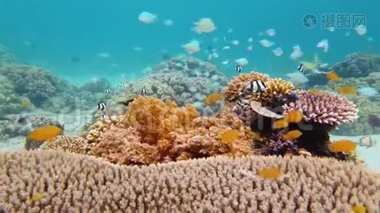珊瑚礁和热带鱼。 莱特，菲律宾。视频