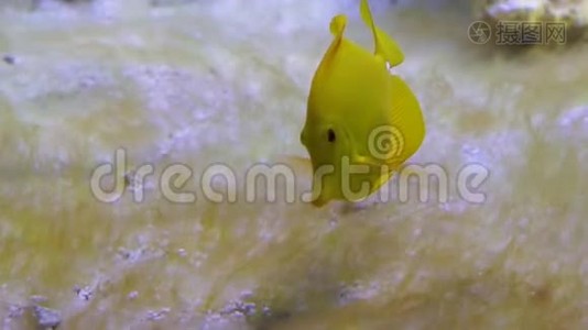 在水下游泳的黄汤鱼的特写镜头，夏威夷流行的热带鱼视频