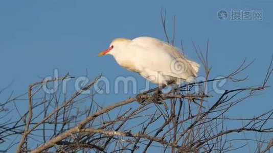 牛鹭，布布沟ibis，卡马格，奥西塔尼，法国。视频