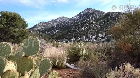 亚利桑那州卡蒂。 紫刺梨，黑棘刺，冬在山中仙人掌，雪在上视频