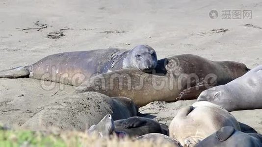 加州海狮和海豹很容易在美国的许多海滩上发现。 太平洋港口海豹，大象海豹和视频