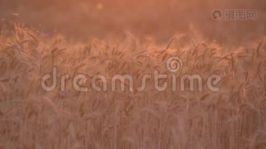 成熟的麦田在日落时被金色的阳光照亮。 准备收割的小麦农场。 农业背景视频