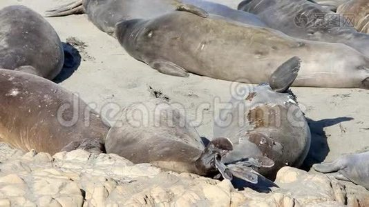 加州海狮和海豹很容易在美国的许多海滩上发现。 太平洋港口海豹，大象海豹和视频