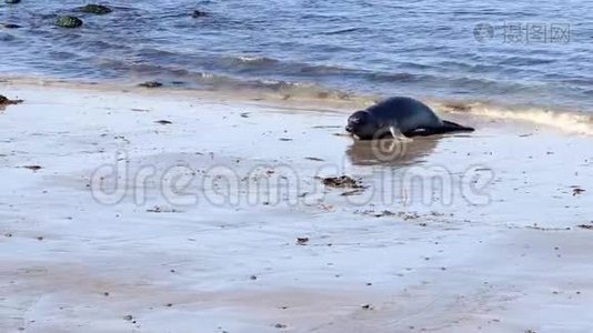 加州海狮和海豹很容易在美国的许多海滩上发现。 太平洋港口海豹，大象海豹和视频