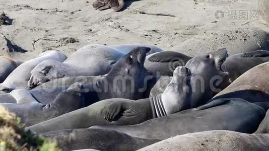 加州海狮和海豹很容易在美国的许多海滩上发现。 太平洋港口海豹，大象海豹和视频