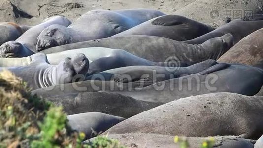 加州海狮和海豹很容易在美国的许多海滩上发现。 太平洋港口海豹，大象海豹和视频