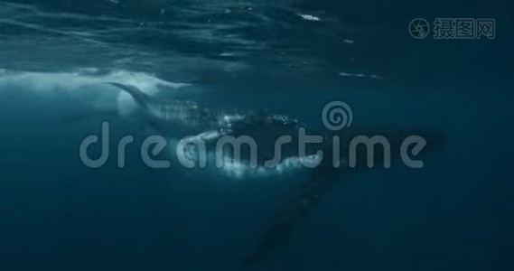 座头鲸小牛与母水下海洋的特写。 巨大平静的海洋家庭生活与和谐视频