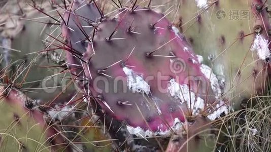 新墨西哥州仙人掌叶上寄生昆虫胭脂视频
