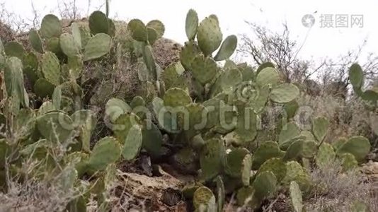 美国西部和西南的Cacti。 。 雪尼尔刺梨，牛仔`的红色胡须。 墨西哥视频