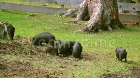草地上的一群小猪。 他们玩，有趣，可爱的猪。 挖掘地面。 生物、动物健康、友谊、生命的概念视频