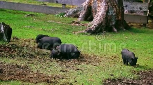 草地上的一群小猪。 他们玩，有趣，可爱的猪。 挖掘地面。 生物、动物健康、友谊、生命的概念视频