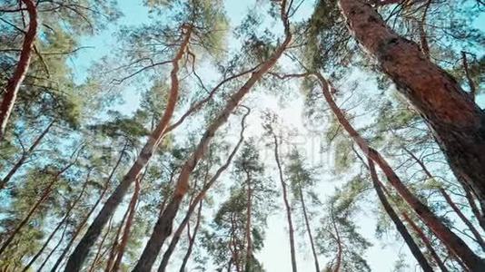 蓝天上的松树视频