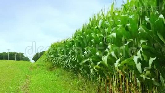 玉米地的边缘，玉米秸秆，树叶和流苏在微风中挥舞，从路边的沟渠。 农场复制空间视频