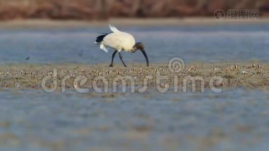 澳大利亚的ibis-threskiornismoluccus黑白色ibis来自澳大利亚，在低潮时寻找螃蟹..视频