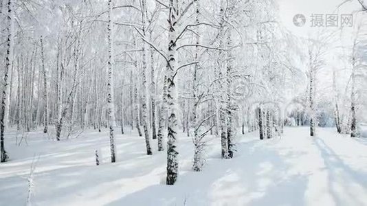 晴天降雪后冬季白桦林全景..视频