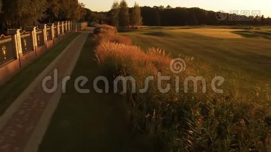 低飞过芦苇和高尔夫球场短草。视频