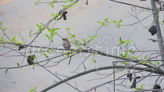 欧亚树麻雀栖息在树枝上视频