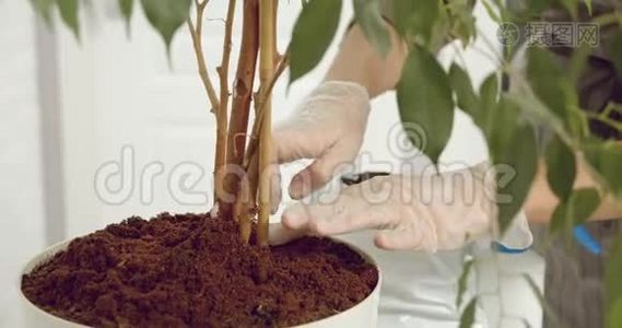 女园丁戴手套把泥土或肥料放在盆栽植物的花盆里的手的特写镜头。园艺概念视频