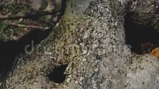蚂蚁在树木窝上成群结队视频
