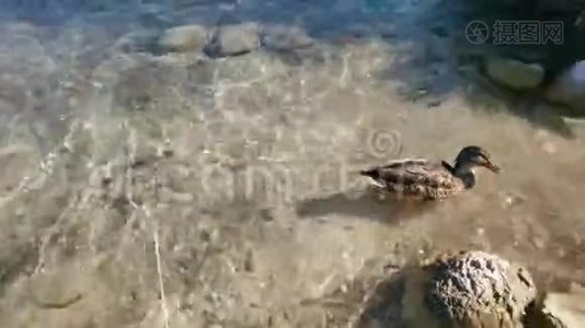 灰鸭在博欣吉湖上用蹼足挠头和脖子。视频