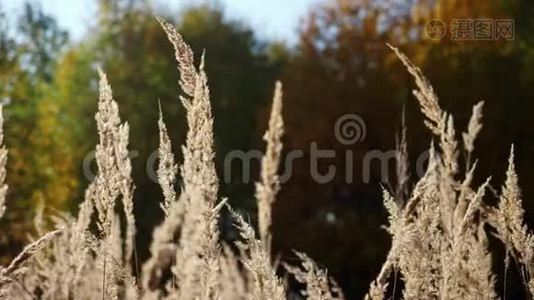 轻小穗植物在风中发育和摇摆。视频