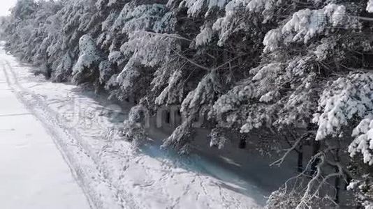 在阳光明媚的日子里观赏冬天的松林和雪道视频