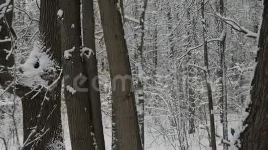 冬季雪林公园的步行运动。视频