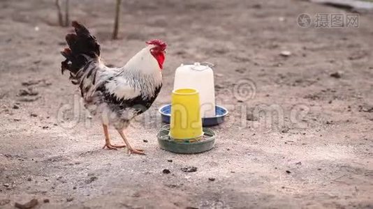 白色公鸡啄食塑料给料机。 破碎的小麦和玉米混合在一起是健康的家禽食品。 农场家禽视频