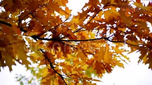 五彩斑斓，金黄的枫叶在秋天慢慢地运动着.. 秋天的心情。 秋季背景视频
