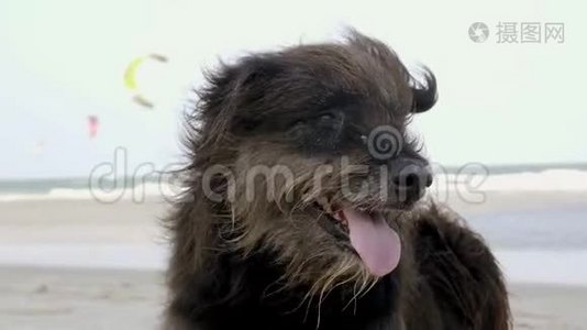 无家可归的毛犬张开嘴躺在沙滩上休息视频