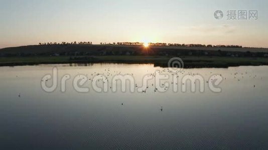 日落时用天鹅在漫滩湖中的无人视野视频