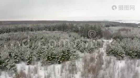 空中视频，在白雪覆盖的松林中，一架四翼飞机飞过松树的顶端视频