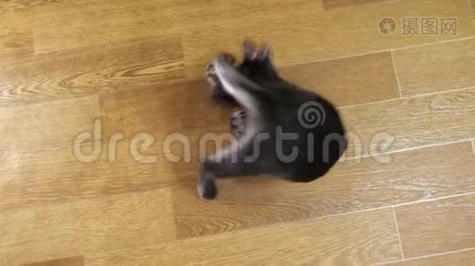 一只黑色小猫在绳子上玩老鼠的俯视图视频