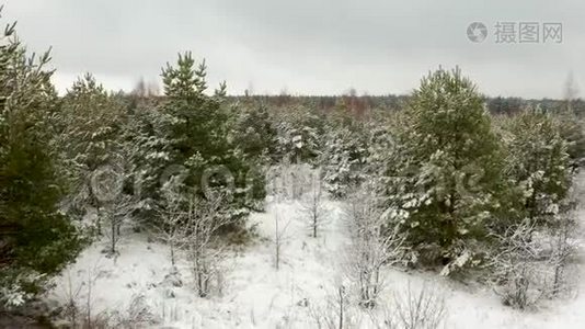 空中视频，在冬天的森林里，在白雪覆盖的小松树的松枝间飞来飞去视频