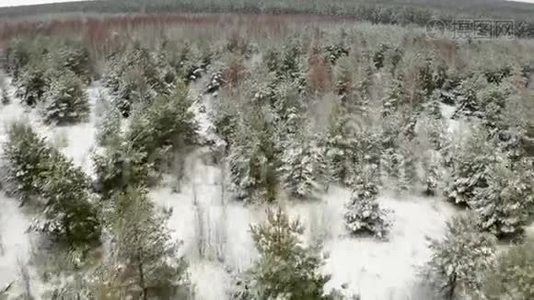 空中视频，在冬天的森林里用四架飞机飞过白雪覆盖的幼树的顶端视频