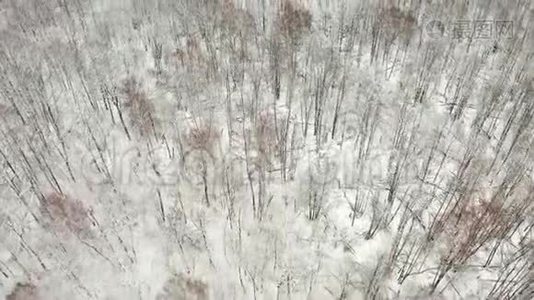 空中视频，在冬季落叶林中，用四架直升机飞过树梢，落叶和白雪覆盖的树枝视频