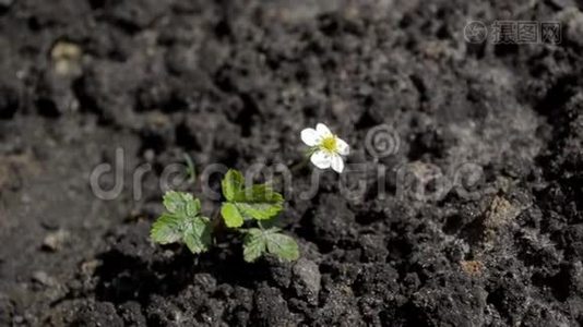 年轻的草莓灌木，白色的花，在风和阳光中搅动，俯视视频