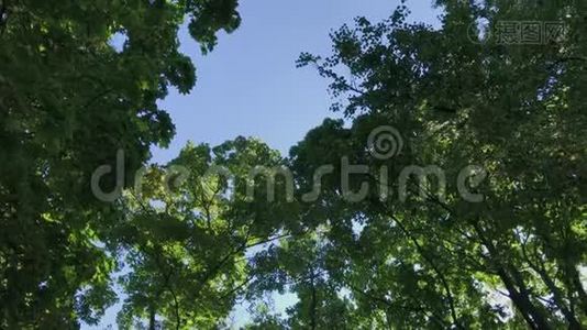 绿色的树冠映衬着天空..视频