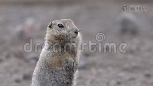 好奇北极地鼠的画像，仔细看着镜头.. 松鼠类啮齿动物野生动物视频