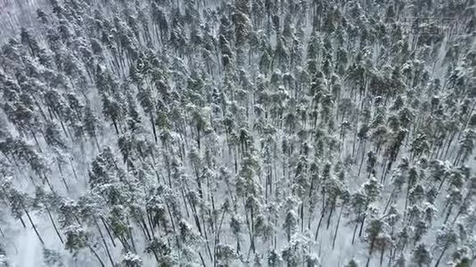 冬季云杉和松林的高空自上而下的天桥拍摄。视频