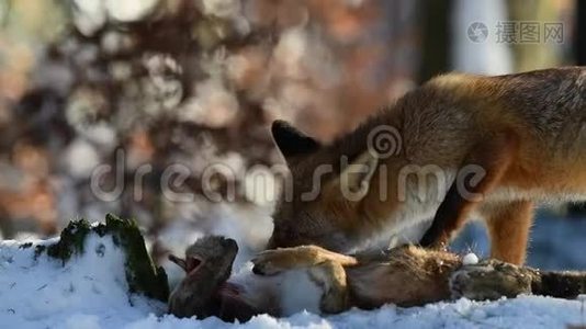 那只红狐狸吃了一只她在森林里抓到的野兔视频