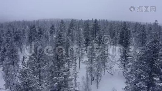 在挪威的冬天，在大雪和大雾中，在傍晚飞过巨大的山树。视频