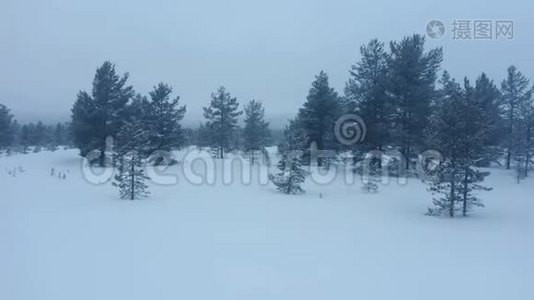 在挪威的冬天，在大雪和大雾中，在傍晚飞过巨大的山树。视频