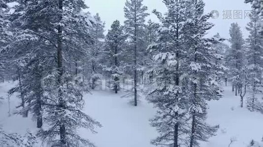 在挪威的冬天，在大雪和大雾中，在傍晚飞过巨大的山树。视频