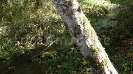 秋天，沿着鲑鱼河流经森林的溪流视频