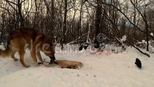 野狗在冬天的森林里吃躺在雪地里的动物视频